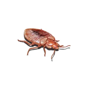 Bedbug
