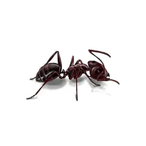 Carpenter Ant