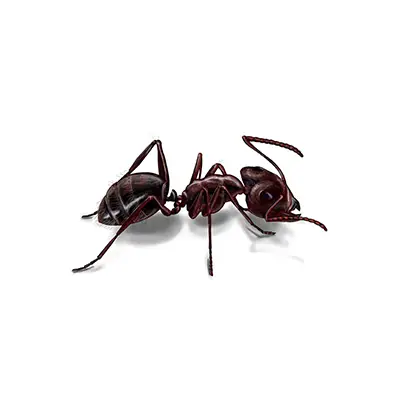Carpenter Ant