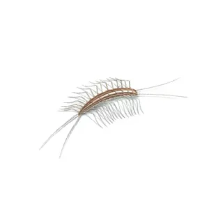 Centipede
