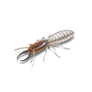 Drywood Termite