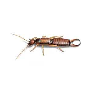 Earwig