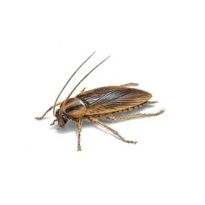 German Cockroach