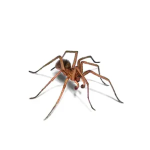 Hobo Spider