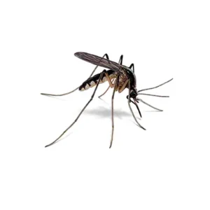 Mosquito