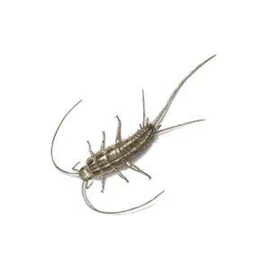 Silverfish