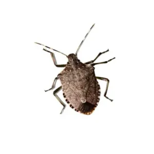 Stinkbug