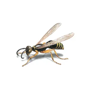 Wasp